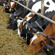 Image for article titled Court Rules Antibiotics in Animal Feed Are Just Fine, So We're Screwed